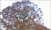 boom1 (foto Everard Verweij).JPG