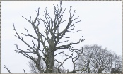 boom3 (foto Everard Verweij).JPG